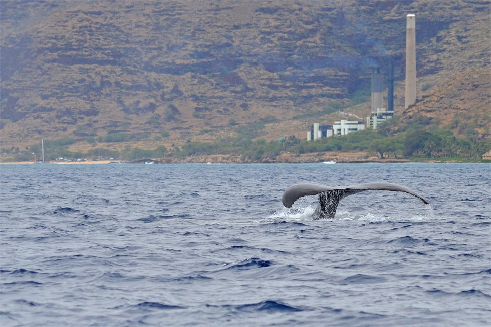 How to Make the Most of Oahu Whale Season from December to March